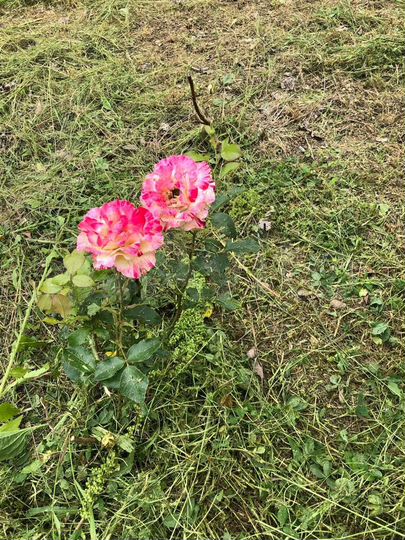 Дача 22 м² на участке 6 сот.