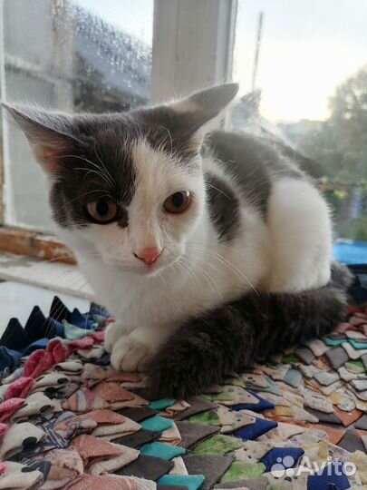 Котик