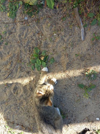 Котята мальчики в добрые руки