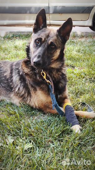 Спасем Мухтара