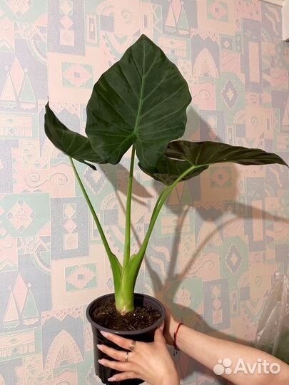 Комнатные цветы