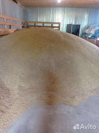 Зерно ячмень