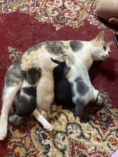 Котята в добрые руки