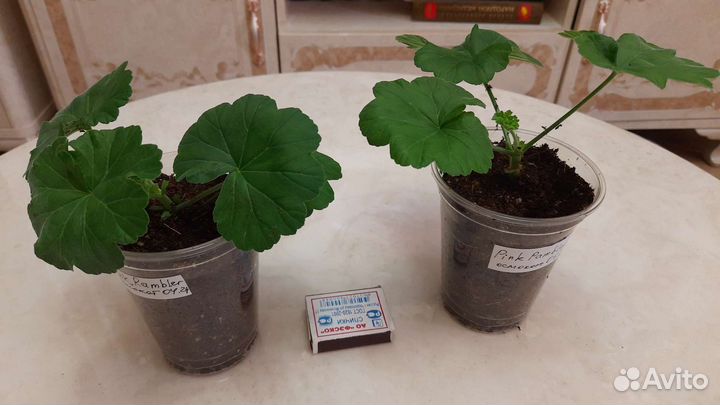 Пеларгония Pink Rambler розебудная