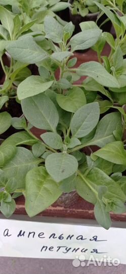 Петуния опера суприм Расбери Ай, ампельная