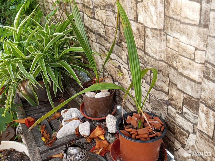 Комнатные растения