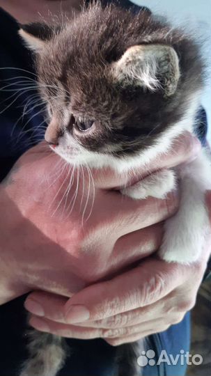 Котята