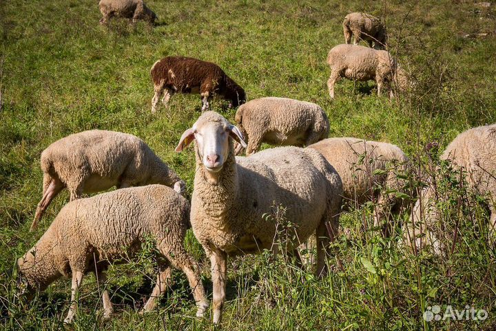 Овцы,ярки,бараны