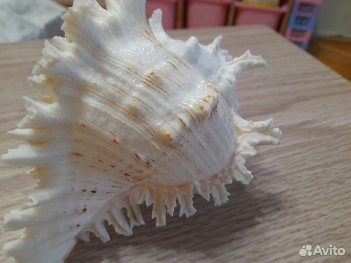 Ракушка морская большая