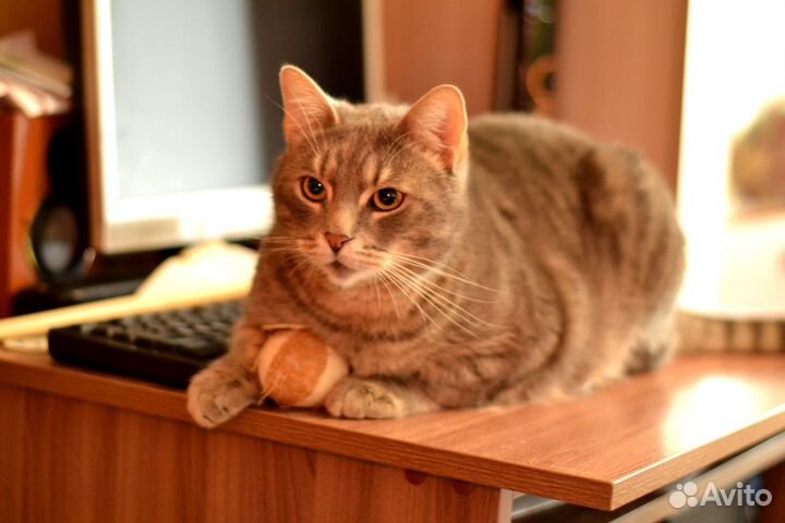 Котик Томас в добрые руки