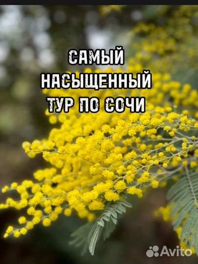Экскурсия Красная Поляна