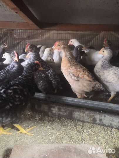 Куры несушки домашние