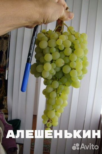 Черенки-чубуки столового винограда сорта разные
