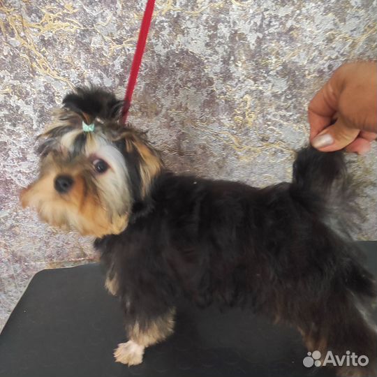 Девочки йорочки)