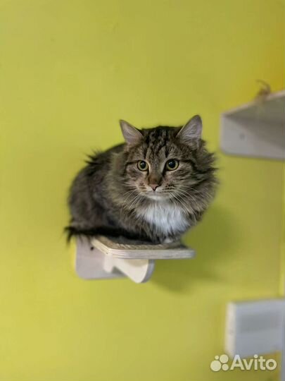 Кот ищет дом