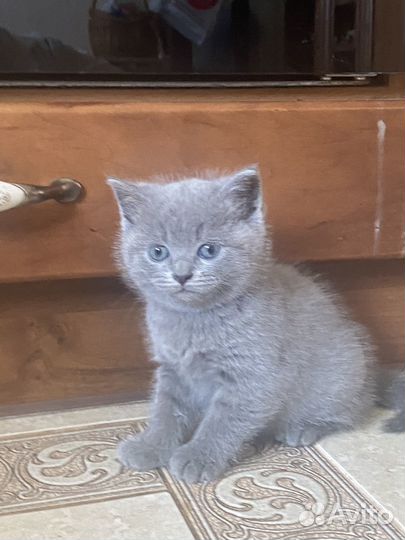 Британские котята