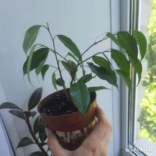 Фикус бенджамина