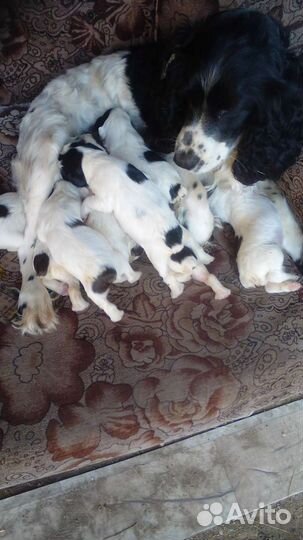 Собака русский спаниель