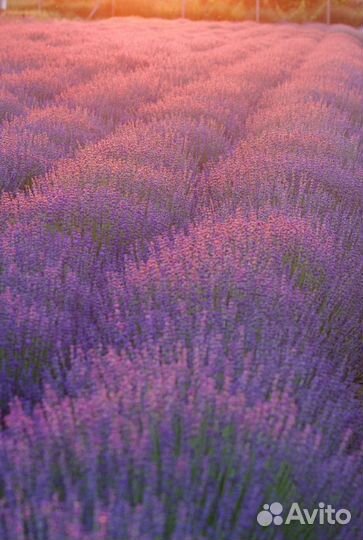 Саженцы лаванды сорта 