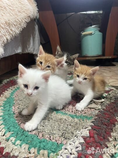 Котята в добрые руки