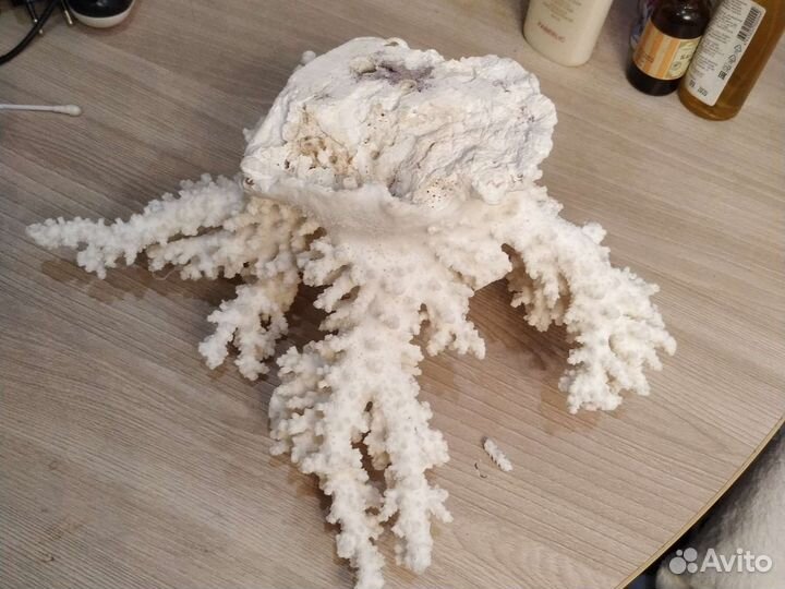 Морской коралл