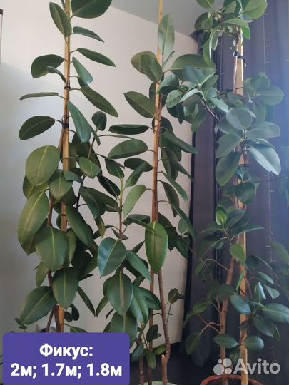 Комнатные растения