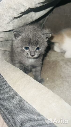 Кошки в добрые руки