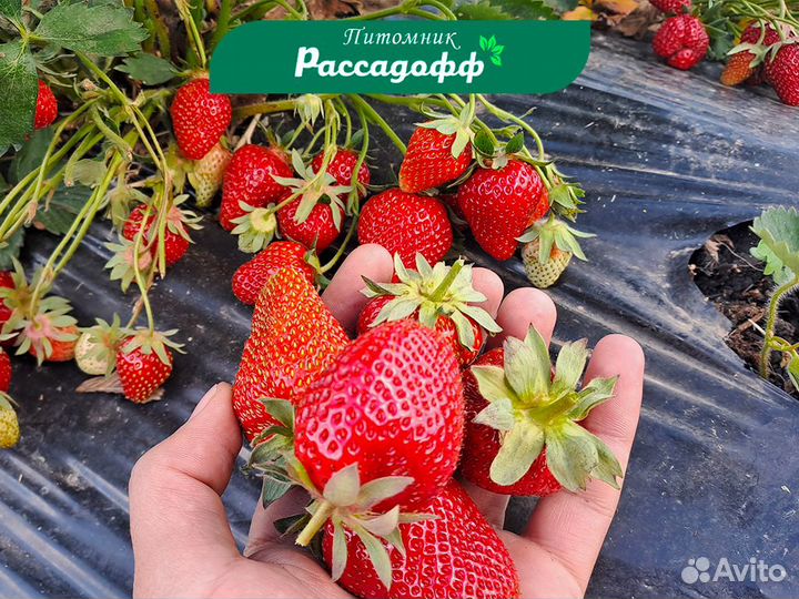 Рассада клубники. Опт от 64 шт