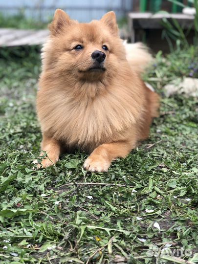 Немецкий шпиц вязка