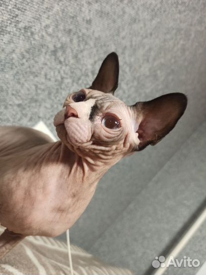 Канадский сфинкс