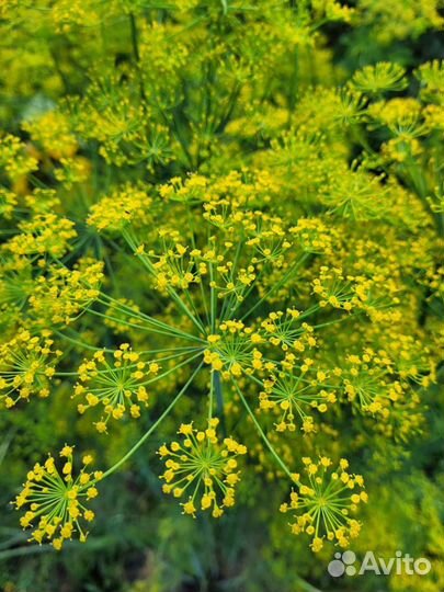Семена укропа