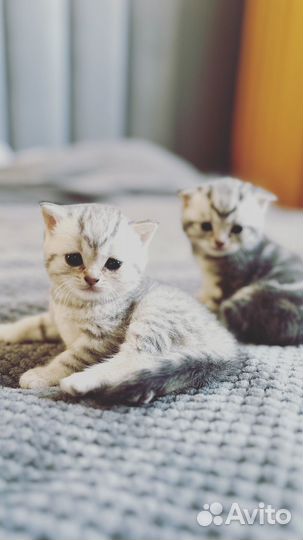 Шотландские котята