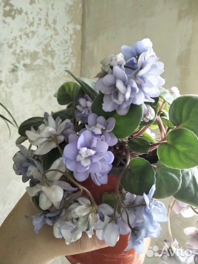 Фиалка трейлер,среду голову