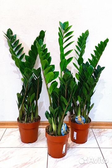 Замиокулькас