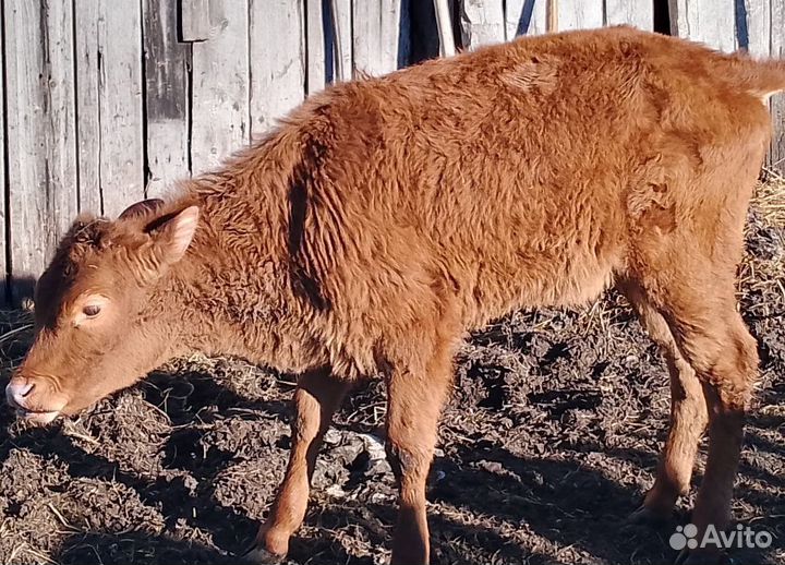 Телята бычки и телки