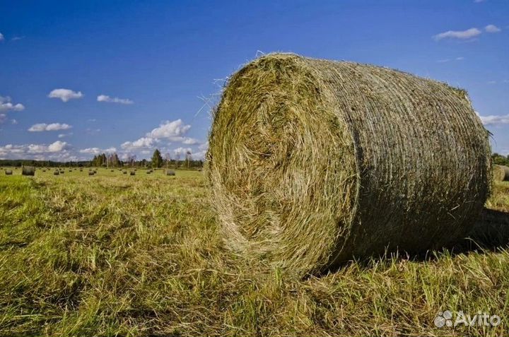 Продам сено в рулонах