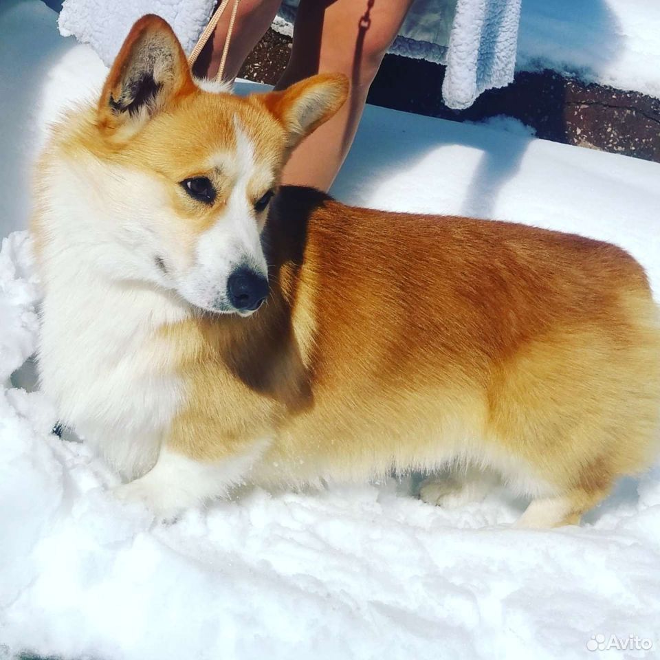 Вязка корги. Ee Red Corgi.