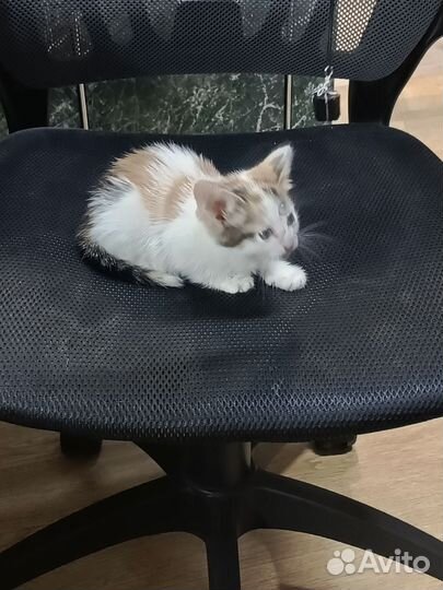 Кошки в добрые руки