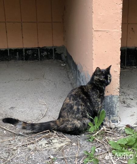 Кошка