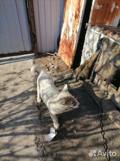 Щенки в добрые руки