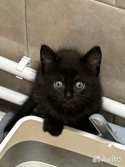 Кошка котенок черная