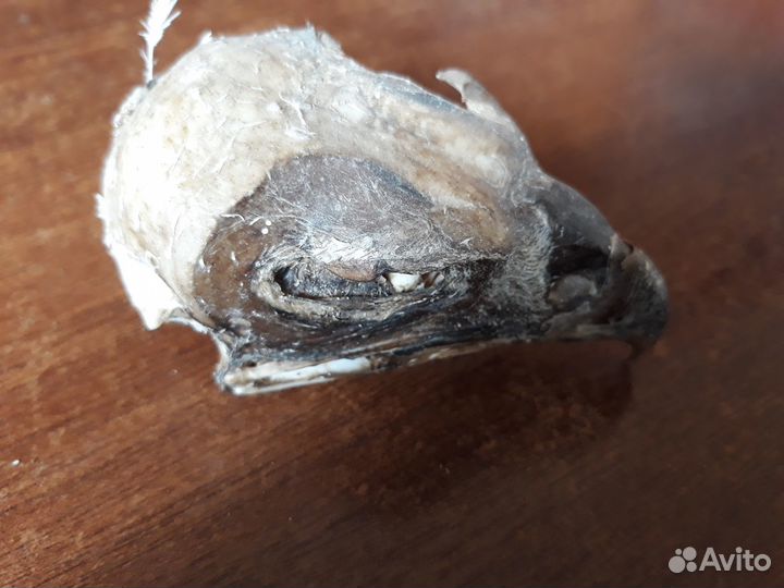 Череп хищной птицы для декора комнаты