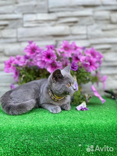 Плюшевый шотландский котик
