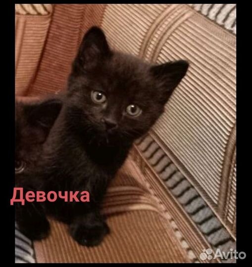 Котята в добрые руки) 1,5 мес