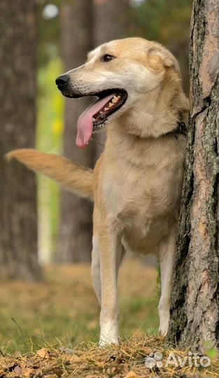 Собака в приюте