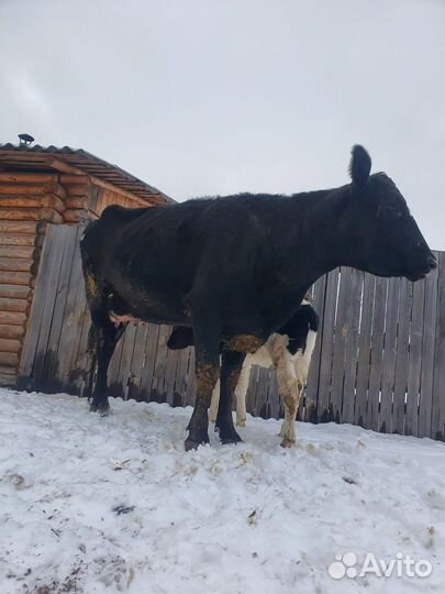 Корова с теленком