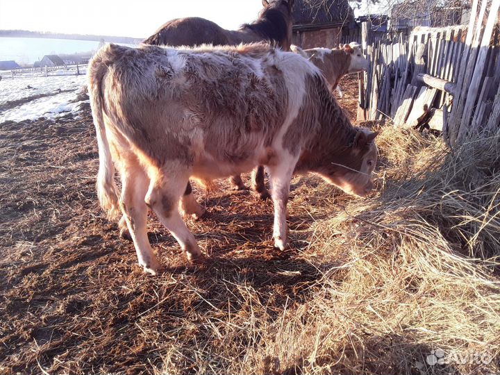 Телка стельная Бычок 1,3