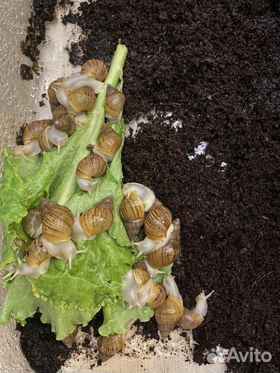 Улитки ахатины