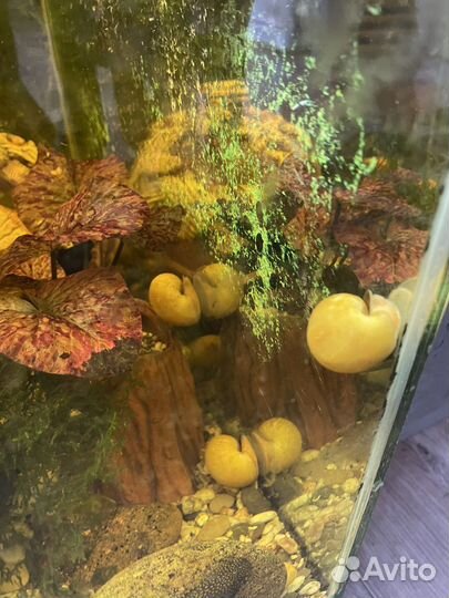 Улитки ампулярии