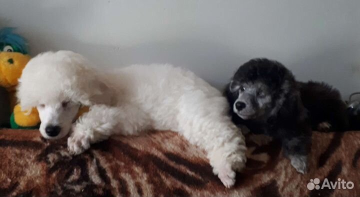 Карликовый пудель /мальчик и девочка